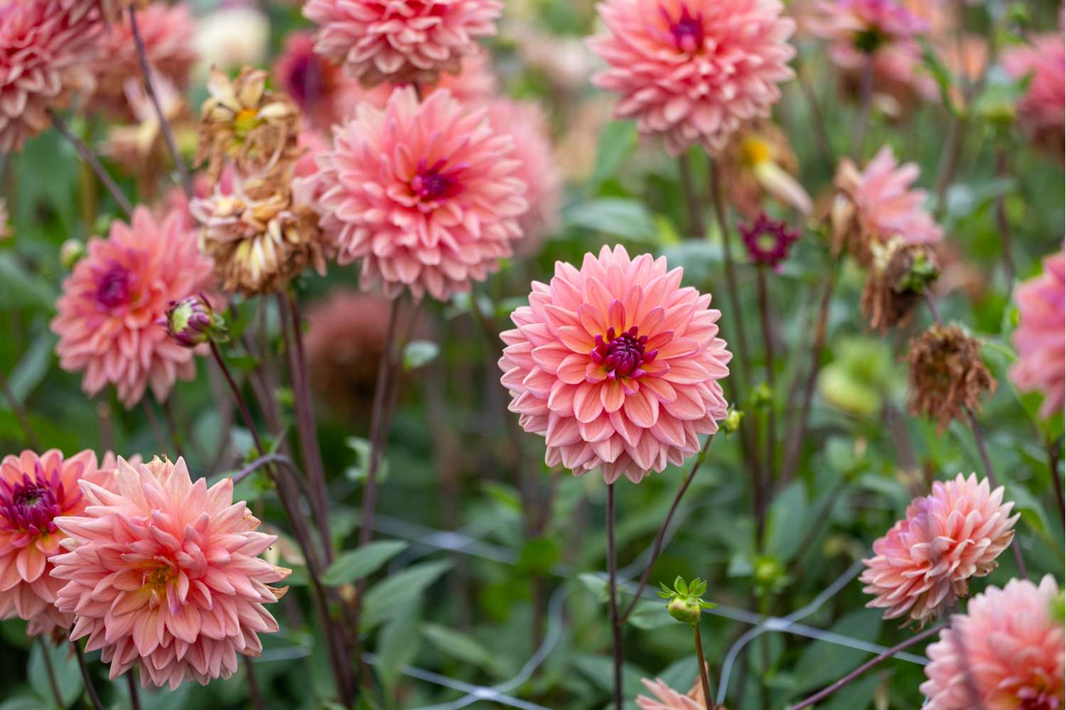 Dahlie 'Dutch Pearl'